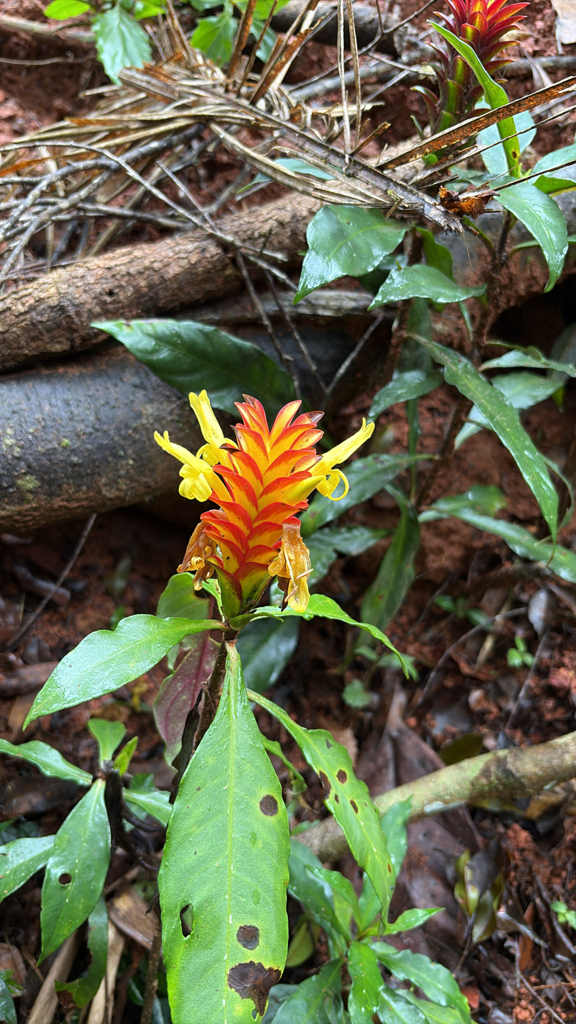 Aphelandra colorata Wassh.