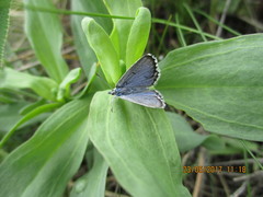 Pseudophilotes vicrama