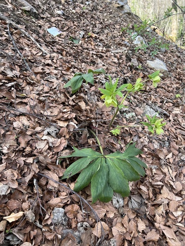 Sweet-scented Hellebore (Helleborus odorus)