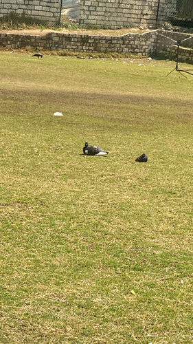 Feral Pigeon