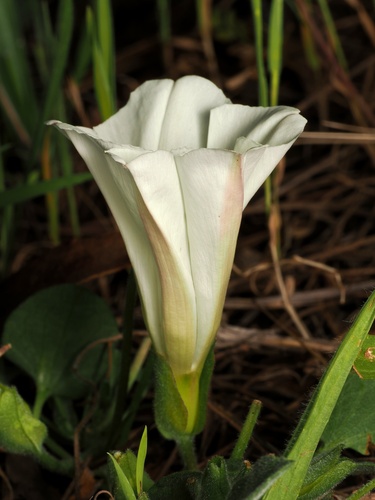 Hillside False Bindweed (Calystegia subacaulis)