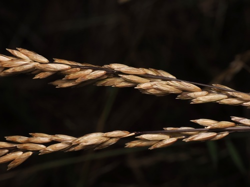 Melica californica, photograph 4