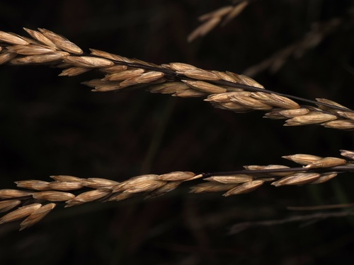 Melica californica, photograph 6