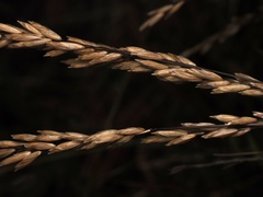 Melica californica, photograph (c) Alan Rockefeller, some rights reserved (CC BY)