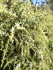 Juniperus navicularis