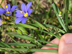 Sisyrinchium pruinosum