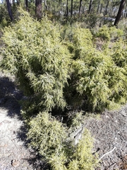 Juniperus navicularis