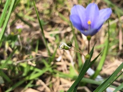 Sisyrinchium pruinosum