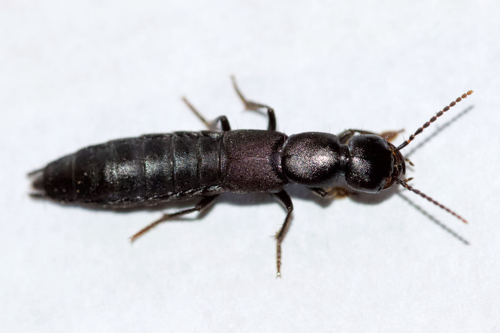 Staph beetle