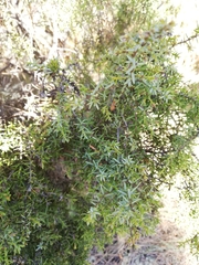 Juniperus navicularis