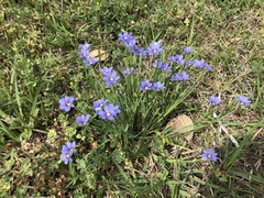 Sisyrinchium pruinosum