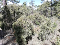 Juniperus navicularis