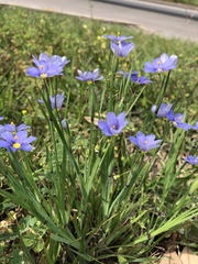 Sisyrinchium pruinosum