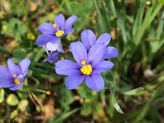 Sisyrinchium pruinosum