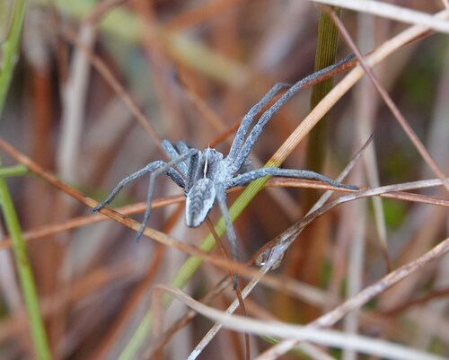 European Nursery Web spider