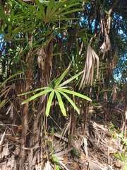 Rhapis excelsa