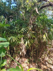 Rhapis excelsa