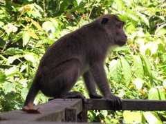 Macaca fascicularis