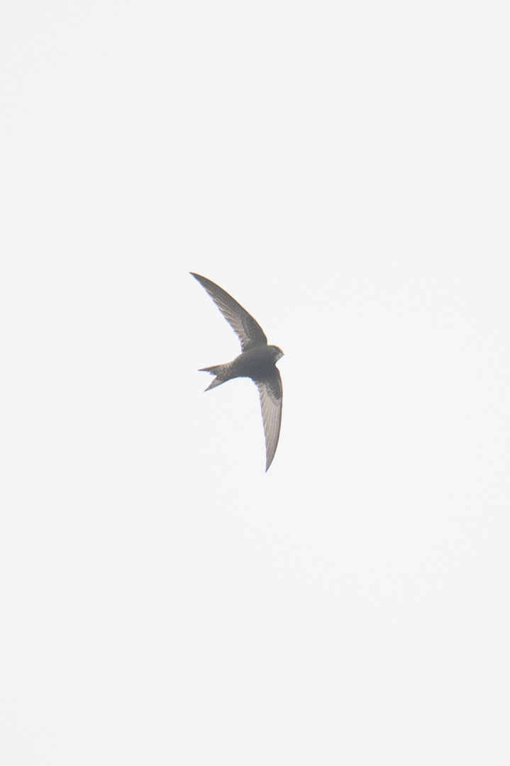Apus apus (Linnaeus, 1758)