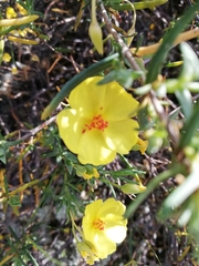 Cistus calycinus