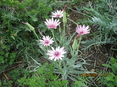 Tragopogon marginifolius