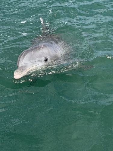 Tursiops truncatus