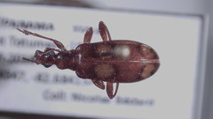 Colparthrum decoratum