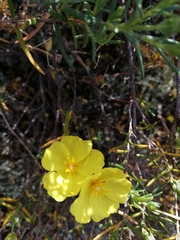 Cistus calycinus