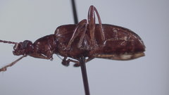 Colparthrum decoratum
