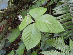 Chloranthus oldhamii