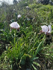 Iris hermona