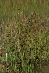 Juncus articulatus limosus
