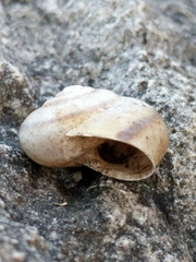 Sonorella tryoniana