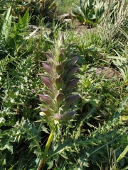 Acanthus syriacus