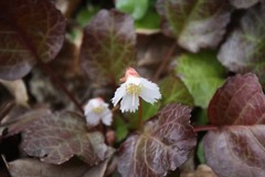 Shortia galacifolia
