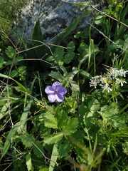 Erodium gruinum