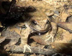 Rana italica