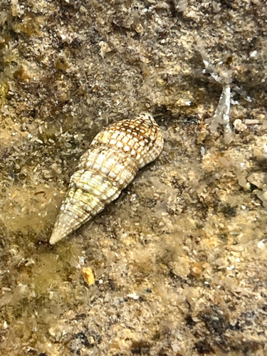 Thericium lividulum