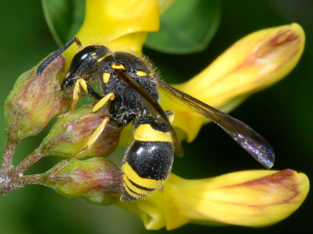 Ancistrocerus longispinosus