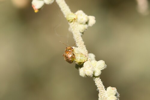 Coridromius, 2026-03-28
