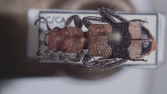 Thanasimus trifasciatus