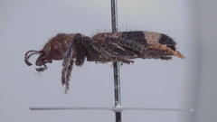 Thanasimus trifasciatus