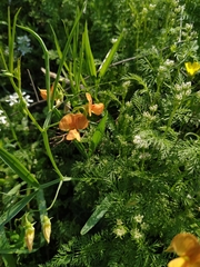 Lathyrus hierosolymitanus