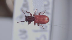 Zenodosus sanguineus