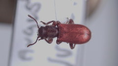 Zenodosus sanguineus