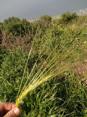 Hordeum spontaneum