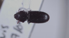 Tenebroides mauritanicus
