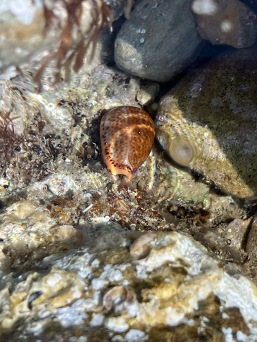 Naria spurca spurca