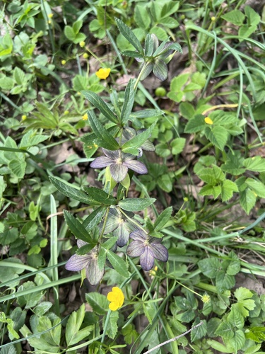 Hellebore (Helleborus atrorubens)