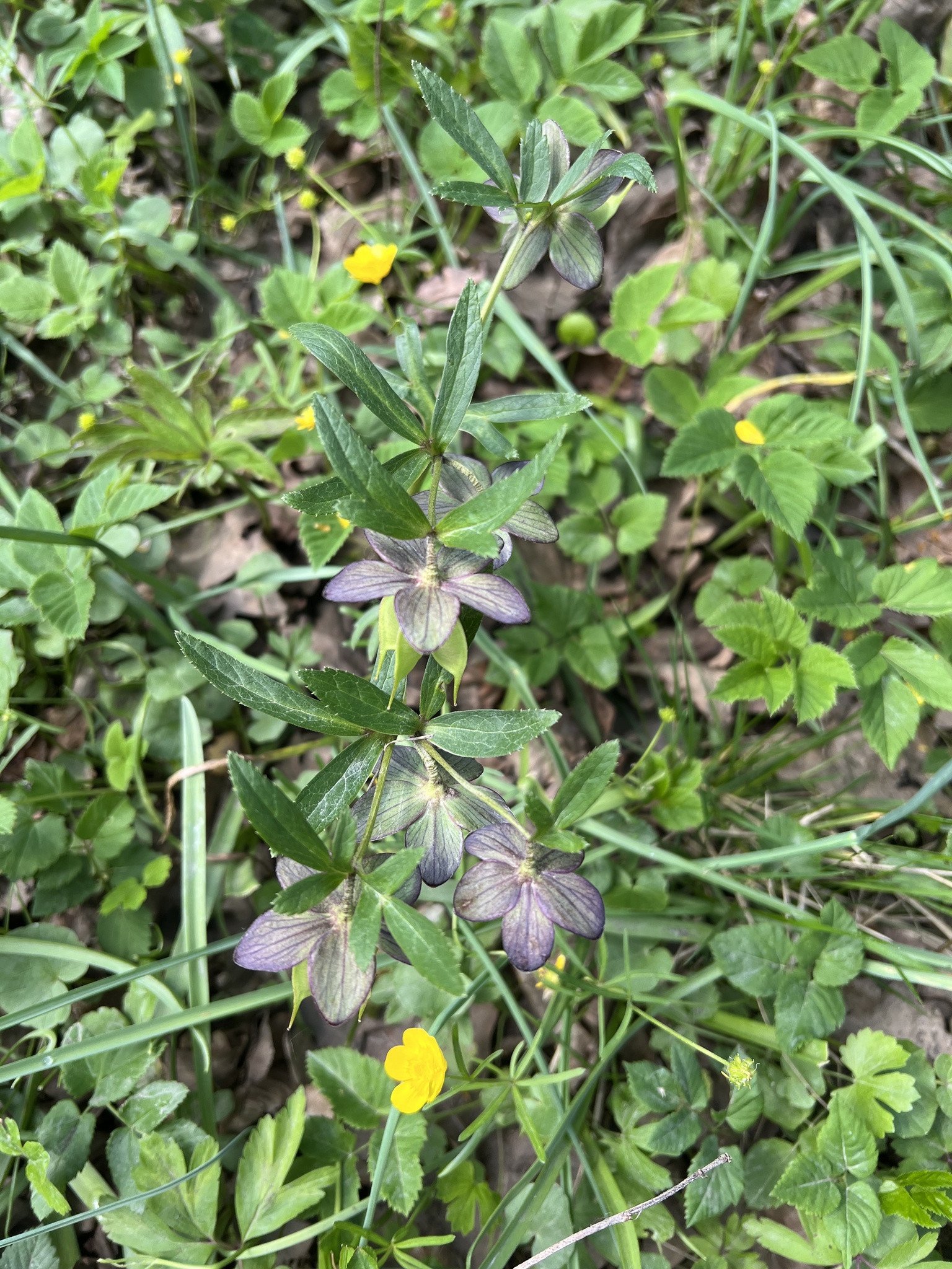 Hellebore (Helleborus atrorubens)
